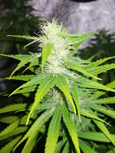 Growreport Bild 4