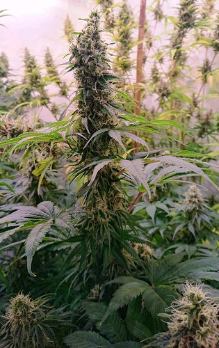 Growreport Bild 2