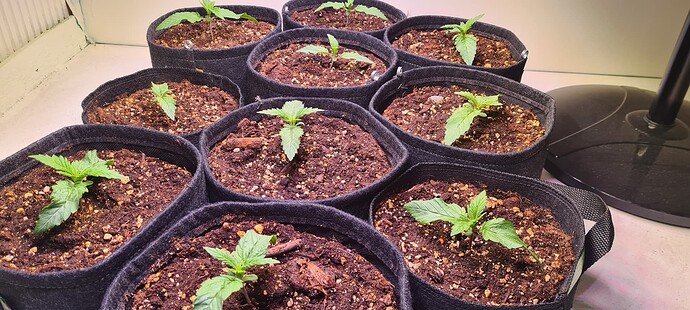 Growreport Bild 1