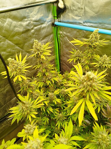 Growreport Bild 18