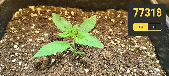 Growreport Bild 11