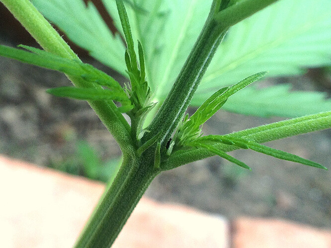 Growreport Bild 32
