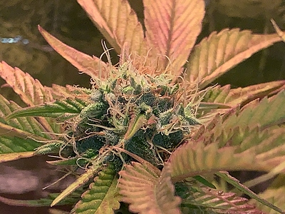 Growreport Bild 5