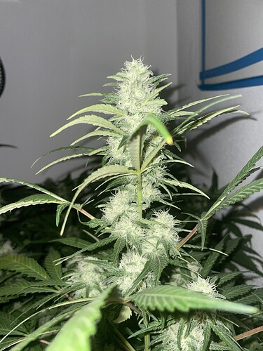 Growreport Bild 9