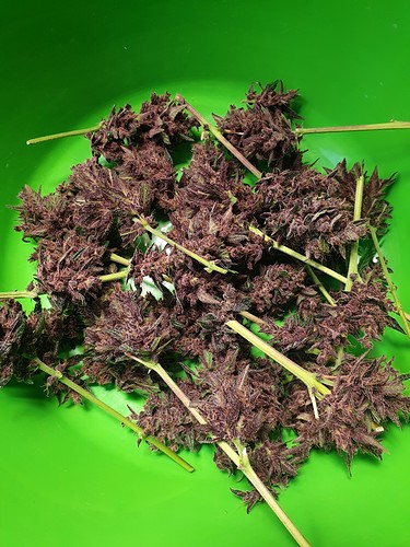 Growreport Bild 5