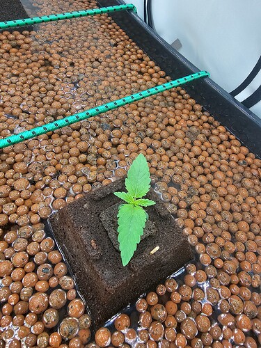 Growreport Bild 17