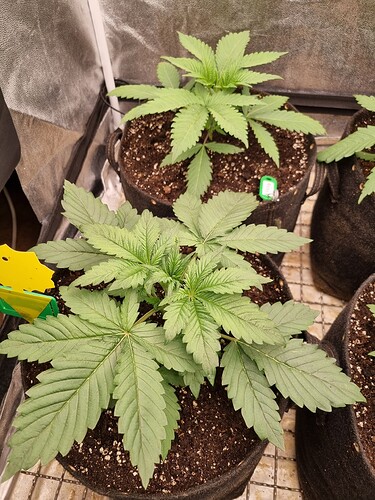 Growreport Bild 52