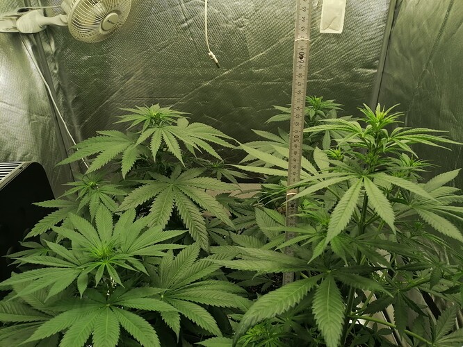 Growreport Bild 2