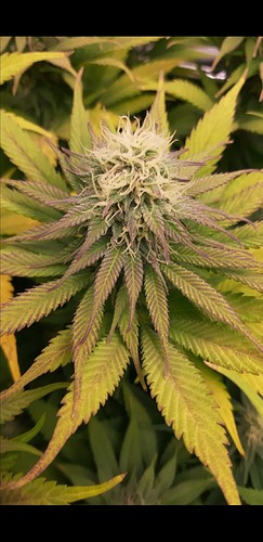 Growreport Bild 3