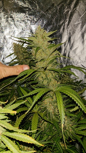 Growreport Bild 3