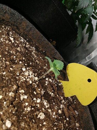 Growreport Bild 136