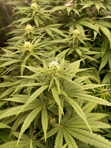 Growreport Bild 9