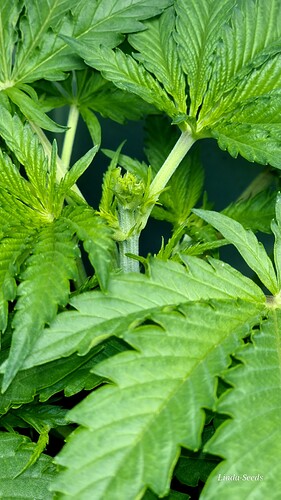 Growreport Bild 7