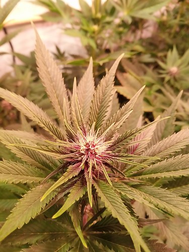 Growreport Bild 47