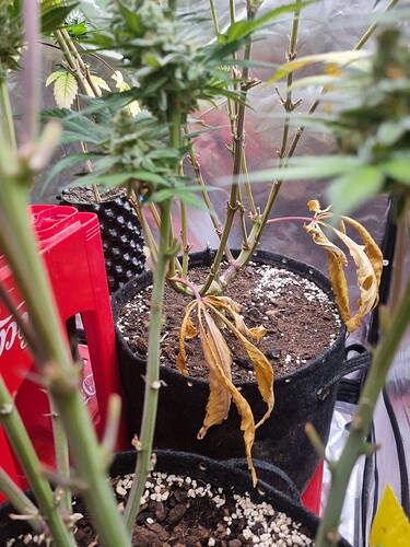 Growreport Bild 19