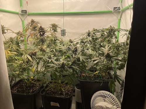 Growreport Bild 2
