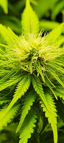 Growreport Bild 6