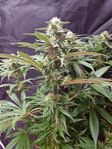 Growreport Bild 15