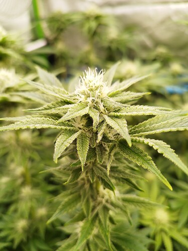 Growreport Bild 15