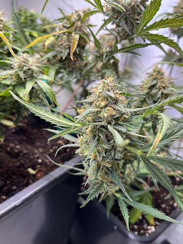 Growreport Bild 4