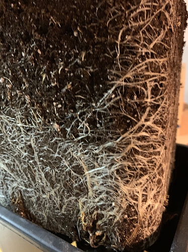 Growreport Bild 15