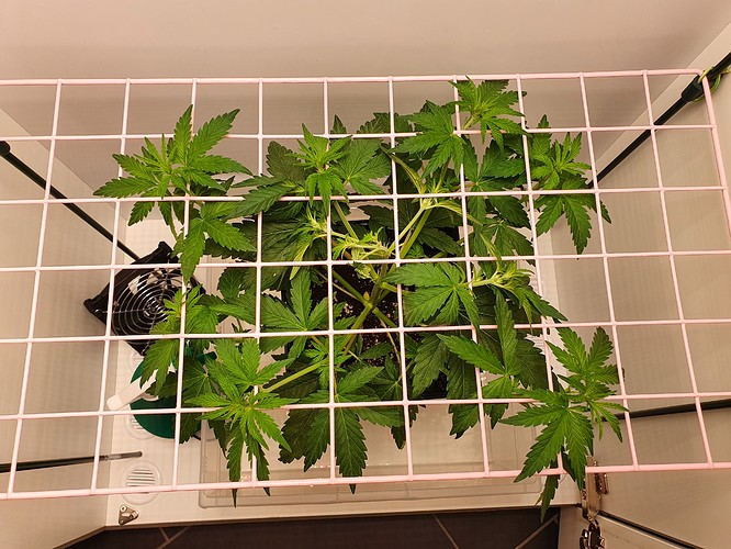 Growreport Bild 2