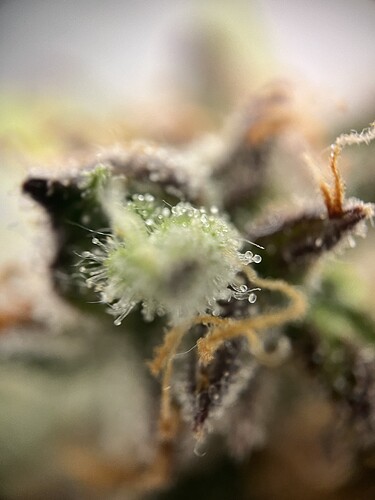 Growreport Bild 12