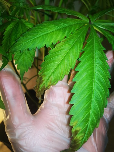 Growreport Bild 2