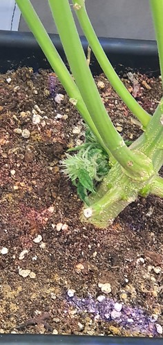 Growreport Bild 15