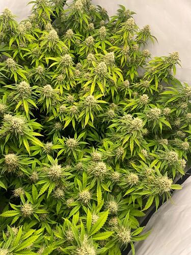 Growreport Bild 2