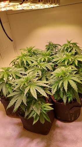Growreport Bild 2