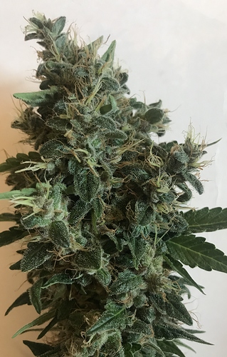 Growreport Bild 17
