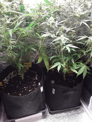 Growreport Bild 7