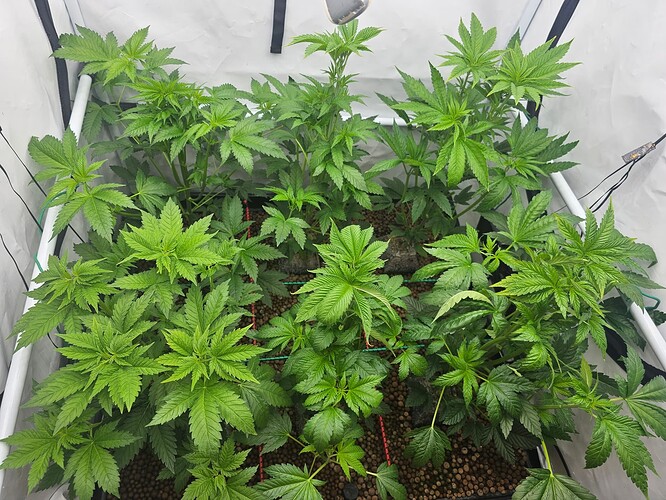 Growreport Bild 3