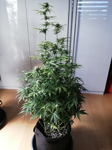 Growreport Bild 35