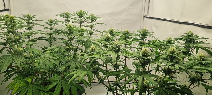 Growreport Bild 9