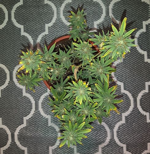 Growreport Bild 2