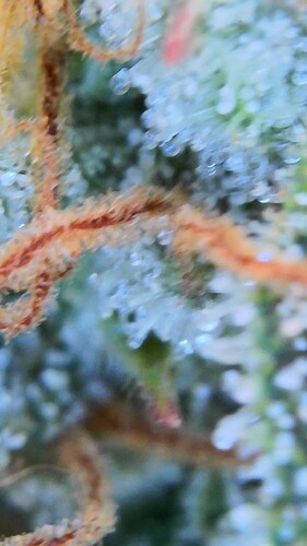 Growreport Bild 3
