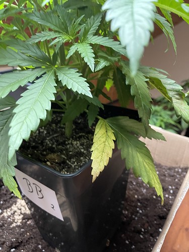 Growreport Bild 36
