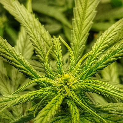 Growreport Bild 5