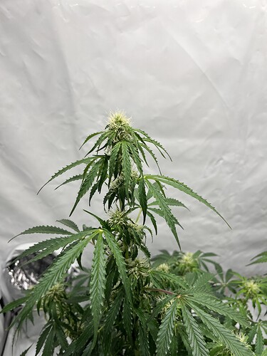 Growreport Bild 14
