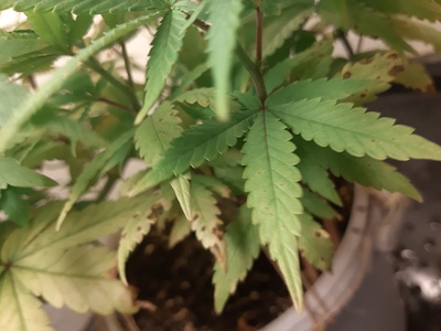 Growreport Bild 2