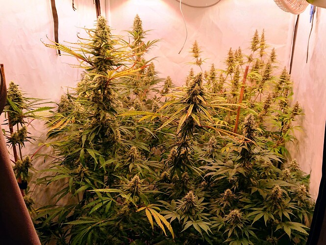 Growreport Bild 2