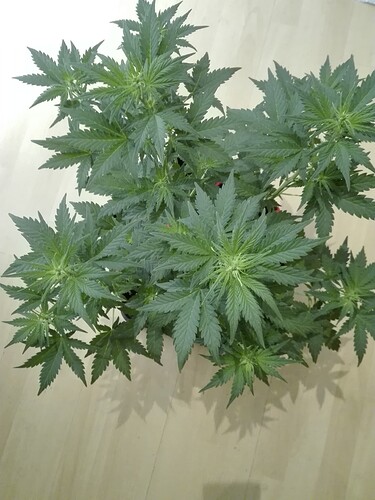 Growreport Bild 8