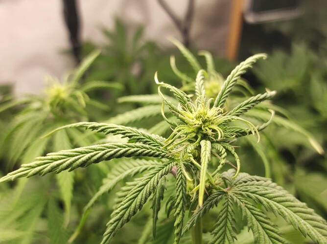 Growreport Bild 3