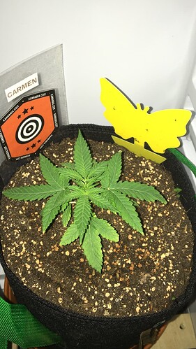Growreport Bild 2