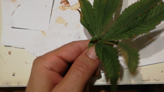 Growreport Bild 2