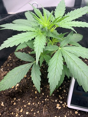 Growreport Bild 6