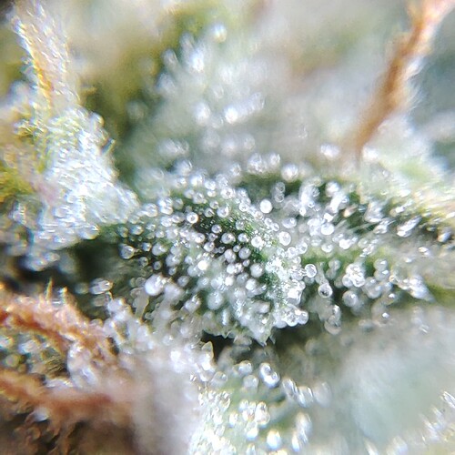Growreport Bild 43