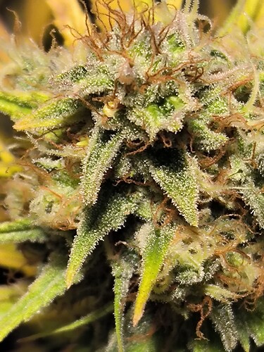 Growreport Bild 9